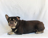 AKC French Bulldog For Sale Millersburg OH Female-Sweetheart