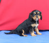 AKC Cavalier KCS For Sale Millersburg OH Male-Mason