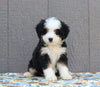 Mini Bernedoodle For Sale Millersburg OH Female-Trinity