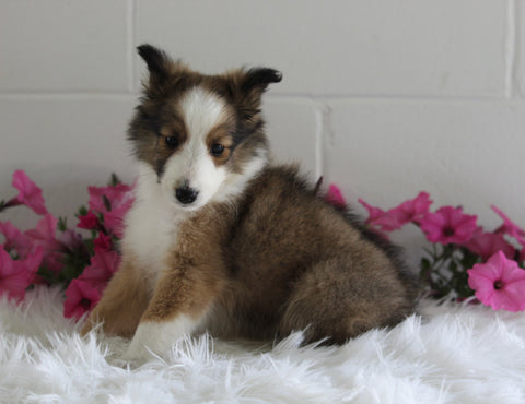 ACA Shetland Sheepdog For Sale Baltic OH Female-Willow