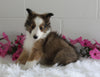 ACA Shetland Sheepdog For Sale Baltic OH Female-Willow