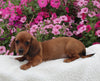 ACA Registered Dachshund For Sale Fredericksburg OH Female-Joice