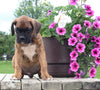 Boxer For Sale Fredericksburg OH Male-Roger