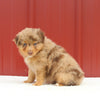 Australian Shepherd For Sale Holmesville Oh Female-Angel