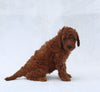 F1B Mini Goldendoodle For Sale Sugarcreek OH Female-Tulip