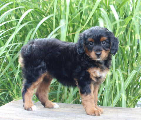 Mini Aussiedoodle For Sale Sugarcreek OH Female-Mindy