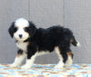 Mini Bernedoodle For Sale Millersburg OH Female-Trinity