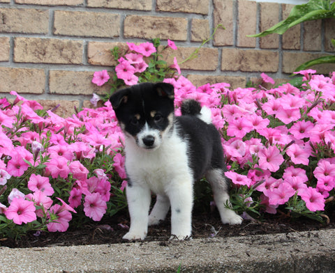 APRI Registered Shiba Inu For Sale Millersburg OH Female-Dollie