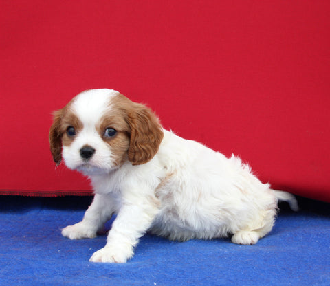 AKC Cavalier KCS For Sale Millersburg OH Male-Felix