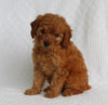 AKC Registered Mini Poodle For Sale Millersburg OH Female-Roxie