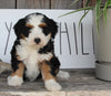 Mini Bernedoodle For Sale Millersburg OH Female-Peach