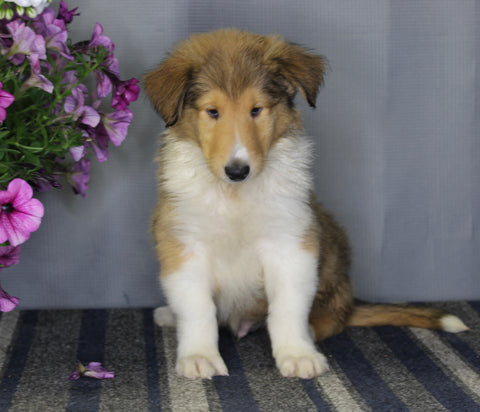 AKC Registered Collie Lassie For Sale Fredericksburg OH Male-Zeb