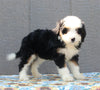 Mini Bernedoodle For Sale Millersburg OH Female-Trinity