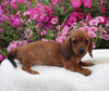 ACA Registered Dachshund For Sale Fredericksburg OH Female-Joice