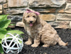 Mini Goldendoodle For Sale Sugarcreek OH Female-Willow