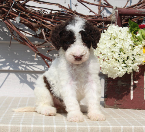 AKC Standard Poodle For Sale Sugarcreek OH Female-Margie