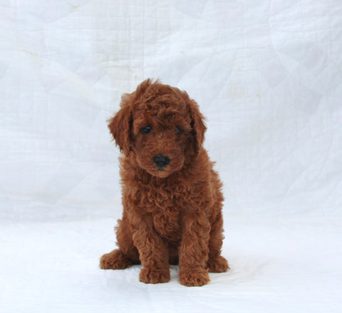F1B Mini Goldendoodle For Sale Sugarcreek OH Female-Tulip