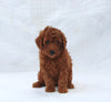 F1B Mini Goldendoodle For Sale Sugarcreek OH Female-Tulip