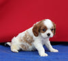 AKC Cavalier KCS For Sale Millersburg OH Male-Felix