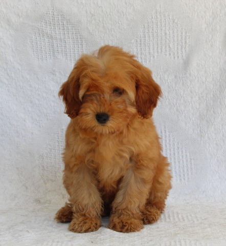 AKC Registered Mini Poodle For Sale Millersburg OH Female-Heidi