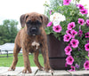 Boxer For Sale Fredericksburg OH Female-Roxie