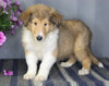 AKC Registered Collie Lassie For Sale Fredericksburg OH Male-Zeb
