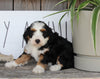 Mini Bernedoodle For Sale Millersburg OH Female-Peach