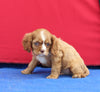 AKC Cavalier KCS For Sale Millersburg OH Male-Winston