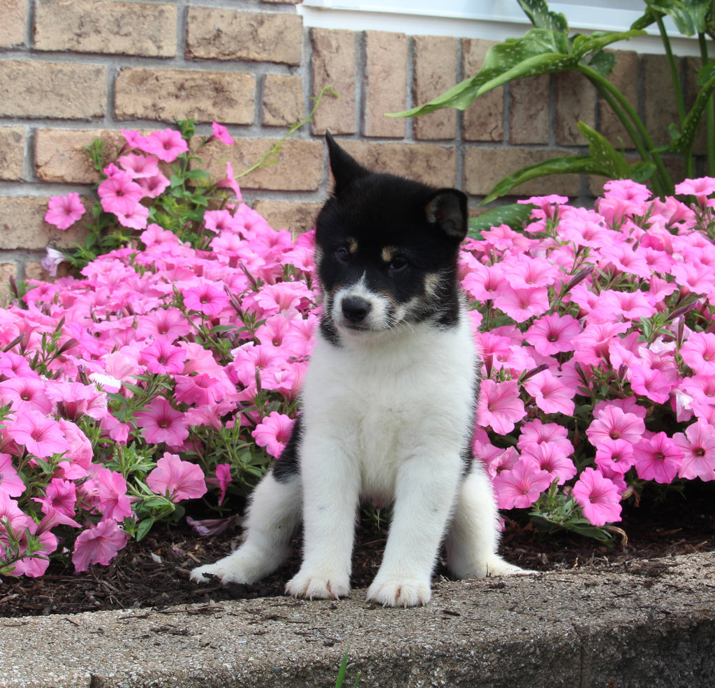 APRI Registered Shiba Inu For Sale Millersburg OH AC