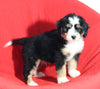 Mini Bernedoodle For Sale Sugarcreek OH Male-Bubbles