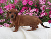 ACA Registered Dachshund For Sale Fredericksburg OH Male-Charlie