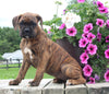Boxer For Sale Fredericksburg OH Female-Roxie