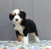 Mini Bernedoodle For Sale Millersburg OH Male-Dusty