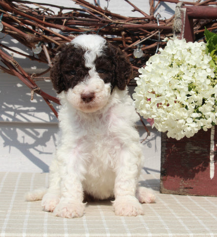 AKC Standard Poodle For Sale Sugarcreek OH Female-Marla