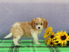 Cavapoo For Sale Sugarcreek OH Male-Titus