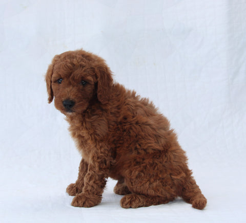 F1B Mini Goldendoodle For Sale Sugarcreek OH Male-Toby