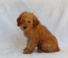 AKC Registered Mini Poodle For Sale Millersburg OH Female-Heidi