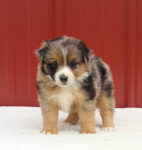 Australian Shepherd For Sale Holmesville OH Female-Anita
