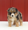 Australian Shepherd For Sale Holmesville OH Female-Anita
