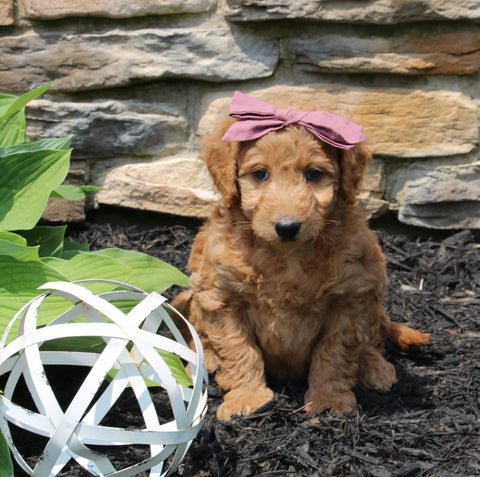 Mini Goldendoodle For Sale Sugarcreek OH Female-Sage