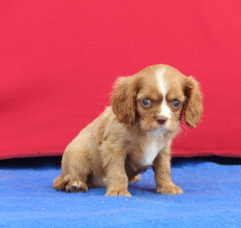 AKC Cavalier KCS For Sale Millersburg OH Male-Winston