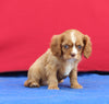 AKC Cavalier KCS For Sale Millersburg OH Male-Winston