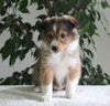 ACA Shetland Sheepdog For Sale Baltic OH Female-Jill