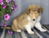 AKC Registered Collie Lassie For Sale Fredericksburg OH Male-Zeb
