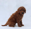 F1B Mini Goldendoodle For Sale Sugarcreek OH Male-Toby