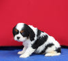 AKC Cavalier KCS For Sale Millersburg OH Male-Flynn