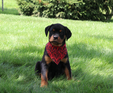 AKC Registered Rottweiler For Sale Sugarcreek OH Male-Diego