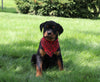 AKC Registered Rottweiler For Sale Sugarcreek OH Male-Diego