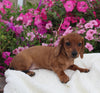 ACA Registered Dachshund For Sale Fredericksburg OH Male-Charlie