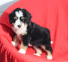 Mini Bernedoodle For Sale Sugarcreek OH Male-Bubbles